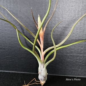 Large Tillandsia Air Plant